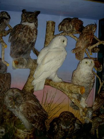 mixed owls[1]hutch [640x480].jpg